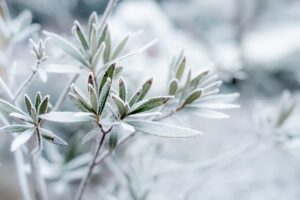 Photo Winter garden