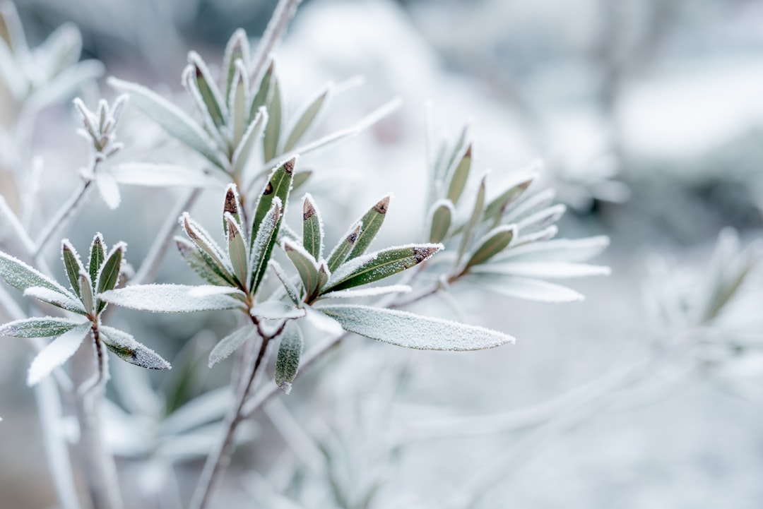 Photo Winter garden